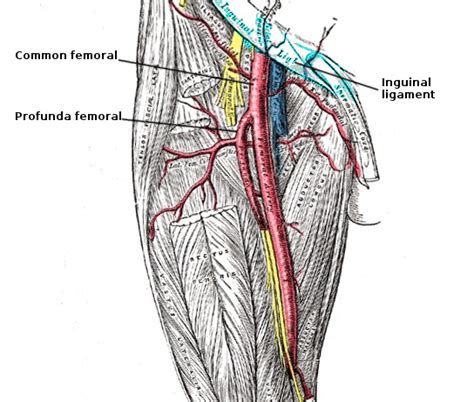 femoral pronunciation|femoral vein anatomy.